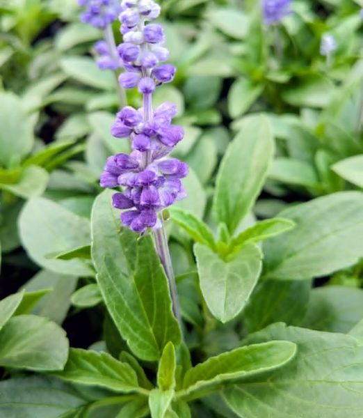 Salvia farinacea 'Sallyfun Deep Ocean'